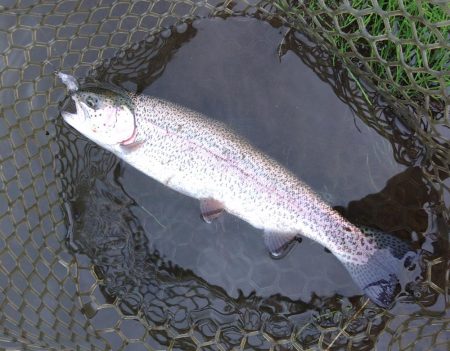 イトウを２匹キャッチ！